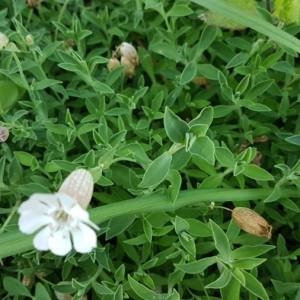 Photographie n°2097851 du taxon Silene vulgaris (Moench) Garcke [1869]