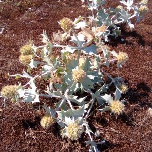 Photographie n°2097858 du taxon Eryngium maritimum L. [1753]