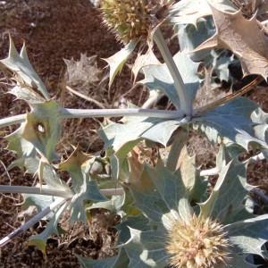 Photographie n°2097859 du taxon Eryngium maritimum L. [1753]