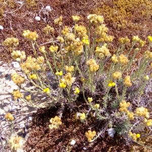 Photographie n°2097864 du taxon Helichrysum arenarium (L.) Moench [1794]