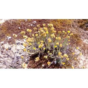 Helichrysum arenarium (L.) Moench subsp. arenarium (Immortelle des sables)