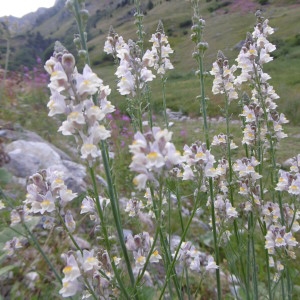 Photographie n°2097866 du taxon Linaria repens (L.) Mill. [1768]