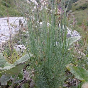 Photographie n°2097867 du taxon Linaria repens (L.) Mill. [1768]