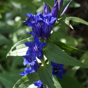 Photographie n°2097904 du taxon Gentiana asclepiadea L. [1753]