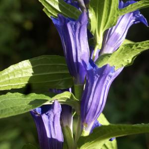 Photographie n°2097910 du taxon Gentiana asclepiadea L. [1753]