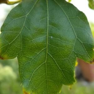 Photographie n°2097914 du taxon Hibiscus syriacus L. [1753]