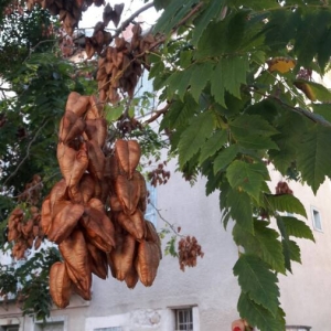 Photographie n°2097936 du taxon Koelreuteria paniculata Laxm. [1772]