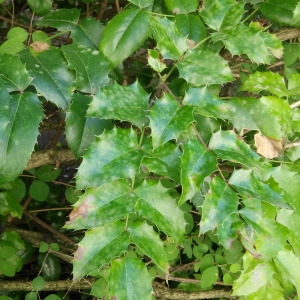 Photographie n°2097970 du taxon Mahonia à feuilles de houx