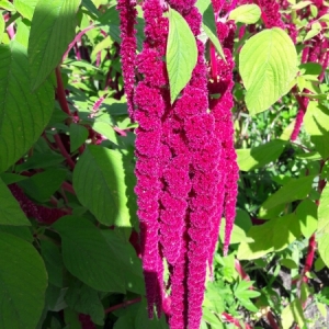 Photographie n°2098004 du taxon Amaranthus caudatus L. [1753]