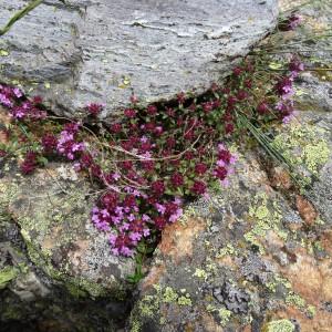 Photographie n°2098024 du taxon Thymus praecox subsp. praecox 