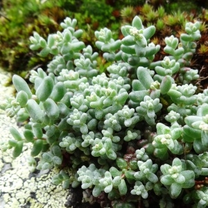 Photographie n°2098040 du taxon Sedum atratum subsp. atratum 