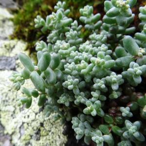 Photographie n°2098041 du taxon Sedum atratum subsp. atratum 