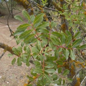 Photographie n°2098086 du taxon Pistacia terebinthus L. [1753]