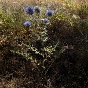 Photographie n°2098117 du taxon Echinops ritro L. [1753]