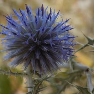 Photographie n°2098119 du taxon Echinops ritro L. [1753]