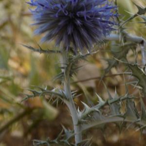 Photographie n°2098120 du taxon Echinops ritro L. [1753]