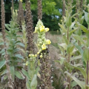 Photographie n°2098136 du taxon Verbascum thapsus L. [1753]