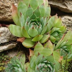 Photographie n°2098168 du taxon Sempervivum tectorum L. [1753]