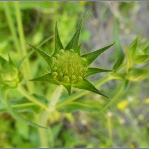 Photographie n°2098180 du taxon Knautia integrifolia (L.) Bertol. [1836]