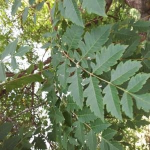 Photographie n°2098203 du taxon Koelreuteria paniculata Laxm. [1772]