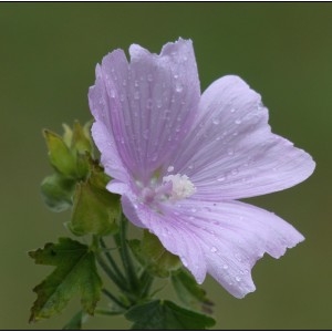 Photographie n°2098212 du taxon Malva alcea L. [1753]