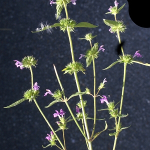 Photographie n°2098222 du taxon Galeopsis ladanum L. [1753]