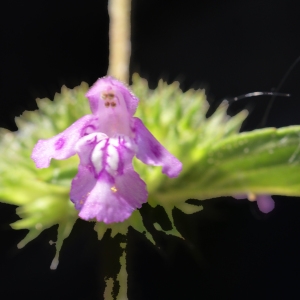 Photographie n°2098227 du taxon Galeopsis ladanum L. [1753]