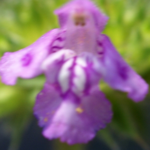 Photographie n°2098228 du taxon Galeopsis ladanum L. [1753]