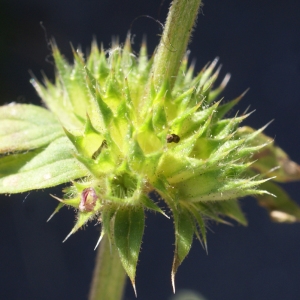 Photographie n°2098229 du taxon Galeopsis ladanum L. [1753]