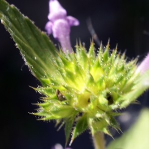 Photographie n°2098231 du taxon Galeopsis ladanum L. [1753]