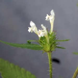 Photographie n°2098237 du taxon Galeopsis tetrahit L. [1753]