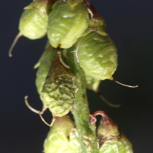 Photographie n°2098246 du taxon Trigonella alba (Medik.) Coulot & Rabaute [2013]