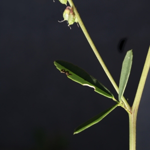 Photographie n°2098252 du taxon Trigonella alba (Medik.) Coulot & Rabaute [2013]