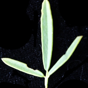 Photographie n°2098262 du taxon Trigonella alba (Medik.) Coulot & Rabaute [2013]