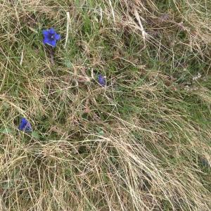 Photographie n°2098268 du taxon Gentiana acaulis L. [1753]