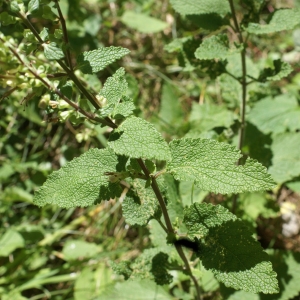 Photographie n°2098270 du taxon Teucrium scorodonia L. [1753]