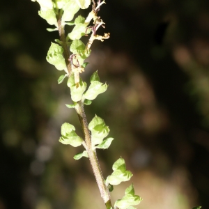 Photographie n°2098276 du taxon Teucrium scorodonia L. [1753]