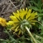  Alain Bigou - Taraxacum erythrospermum Andrz. ex Besser [1821]