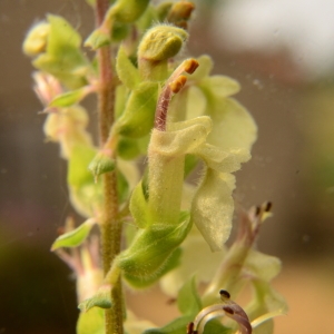 Photographie n°2098415 du taxon Teucrium scorodonia L. [1753]