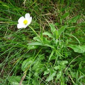 Photographie n°2098418 du taxon Ranunculus amplexicaulis L. [1753]