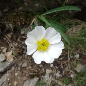 Photographie n°2098422 du taxon Ranunculus amplexicaulis L. [1753]