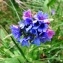  Alain Bigou - Pulmonaria montana subsp. montana 