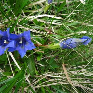 Photographie n°2098430 du taxon Gentiana acaulis L. [1753]