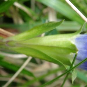 Photographie n°2098431 du taxon Gentiana acaulis L. [1753]