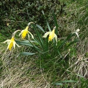 Photographie n°2098443 du taxon Narcissus bicolor L. [1762]
