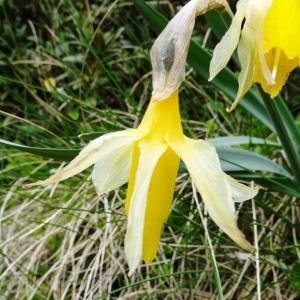 Photographie n°2098444 du taxon Narcissus bicolor L. [1762]
