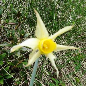 Photographie n°2098445 du taxon Narcissus bicolor L. [1762]
