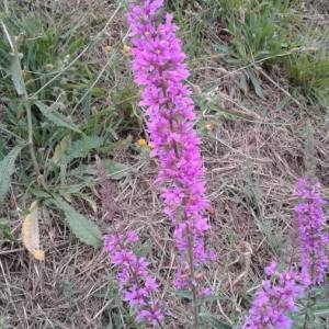 Photographie n°2098474 du taxon Lythrum salicaria L.