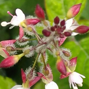 Photographie n°2098552 du taxon Circaea lutetiana L.