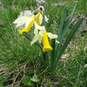 Photographie n°2098555 du taxon Narcissus bicolor L. [1762]